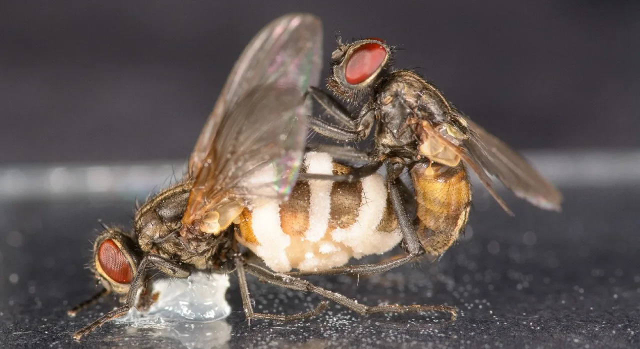 科学家发现新真菌：让雄性家蝇对雌性家蝇尸体交配-第1张图片-IT新视野