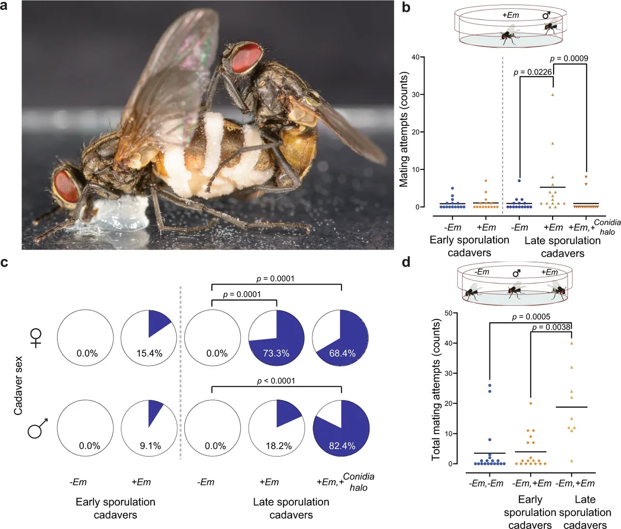 科学家发现新真菌：让雄性家蝇对雌性家蝇尸体交配-第2张图片-IT新视野