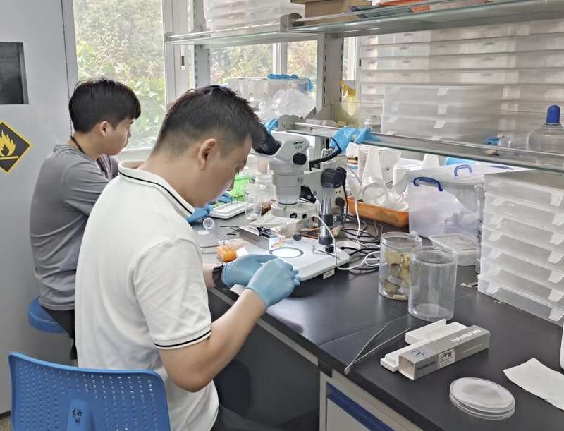 中国科学家揭示蟑螂“恋爱”的奥秘