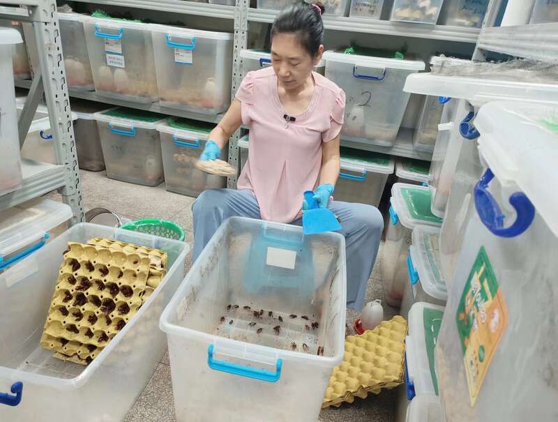 中国科学家揭示蟑螂“恋爱”的奥秘