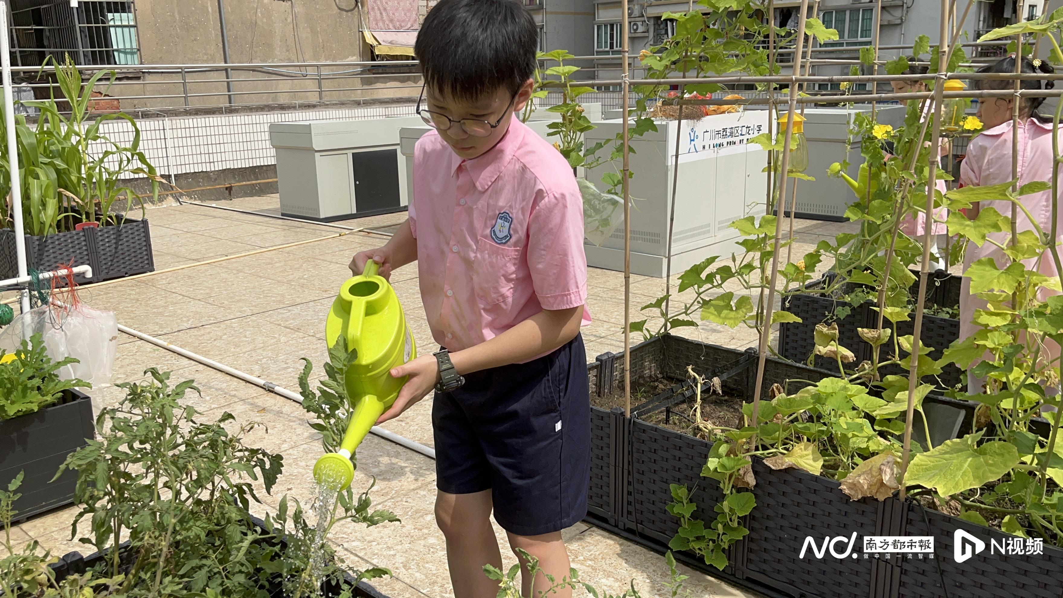 荔湾区汇龙小学的劳动课让学生感受丰收(图3)