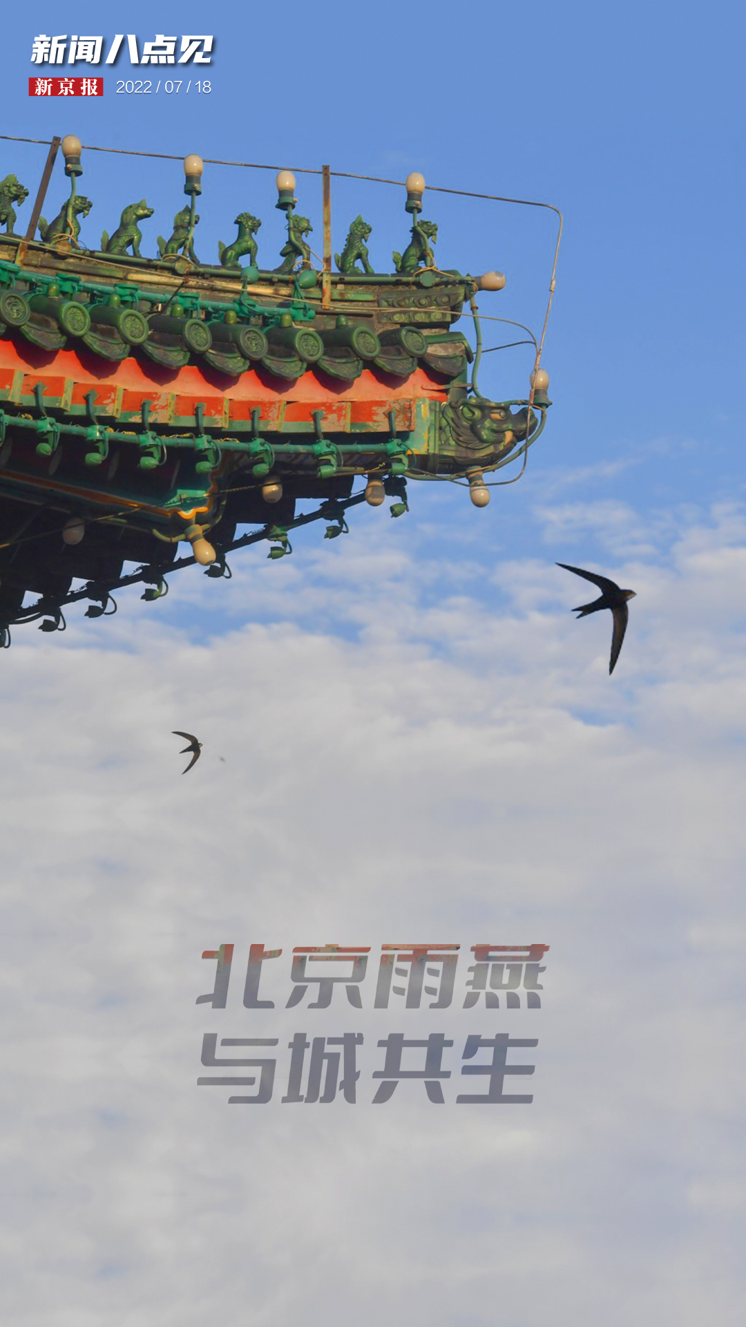 离北京奥运会还有多久(新闻8点见 | 北京雨燕即将南飞越冬,"再见得是