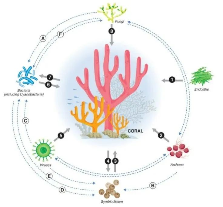红珊瑚(珊瑚共附生细菌间的精彩博弈丨美丽南海)