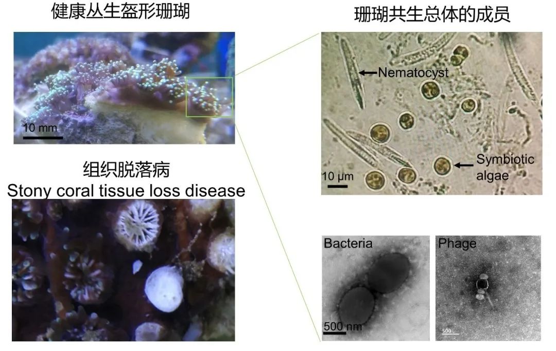 红珊瑚(珊瑚共附生细菌间的精彩博弈丨美丽南海)