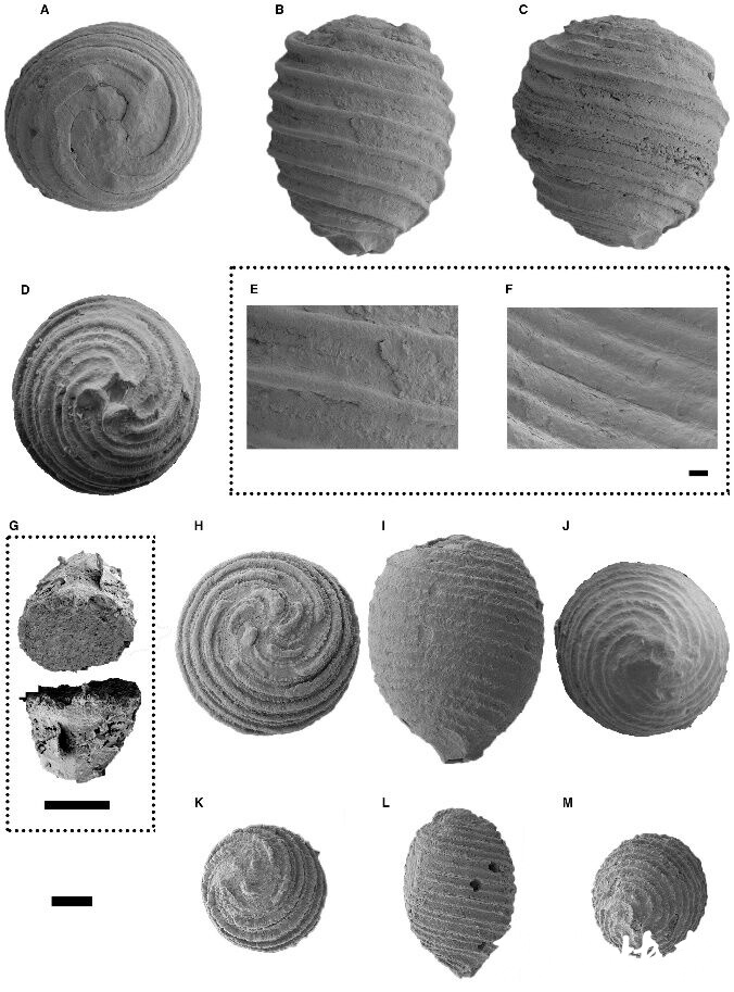 火山喷发还是陨石撞击？6600万年前的那场生物大灭绝，“主犯”可能是……