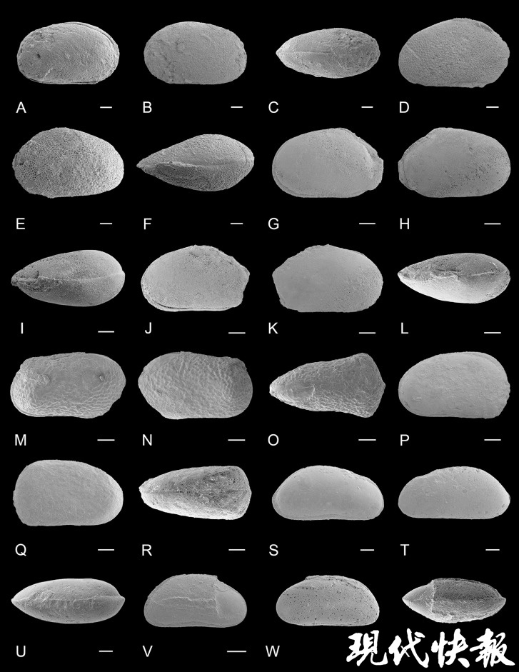 火山喷发还是陨石撞击？6600万年前的那场生物大灭绝，“主犯”可能是……