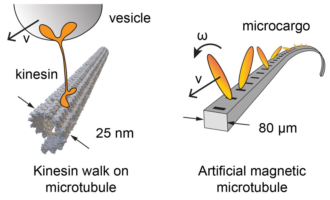 最新人工微管可助微纳米机器人“逆流而上”
