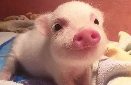 科文下调推特目标价至22美元