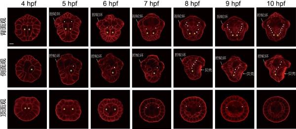 海洋所在软体动物中胚层发育机制研究方面取得进展