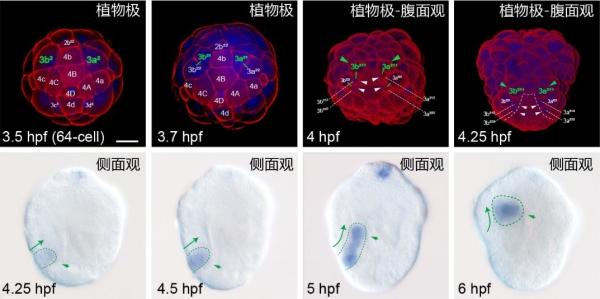 海洋所在软体动物中胚层发育机制研究方面取得进展