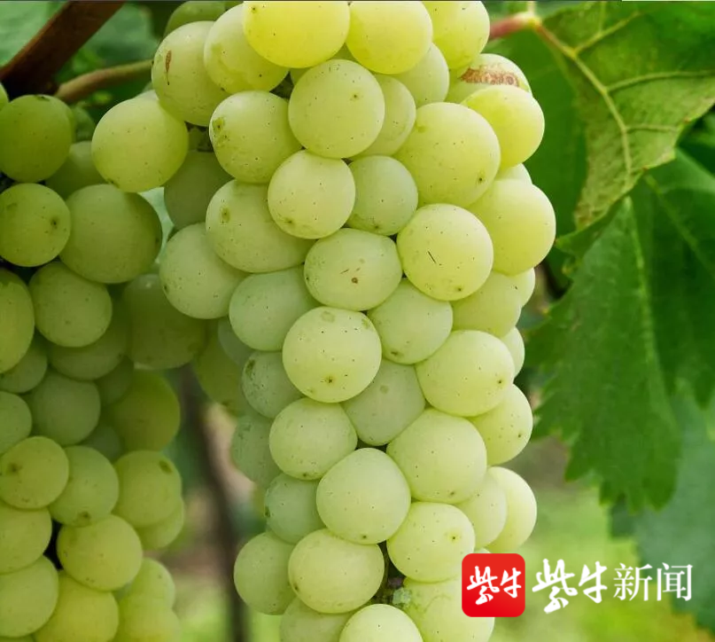 晴王葡萄(优质葡萄品种大盘点，让你做个明白的“吃货”)
