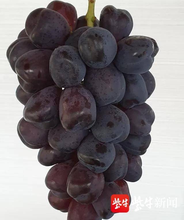晴王葡萄(优质葡萄品种大盘点，让你做个明白的“吃货”)