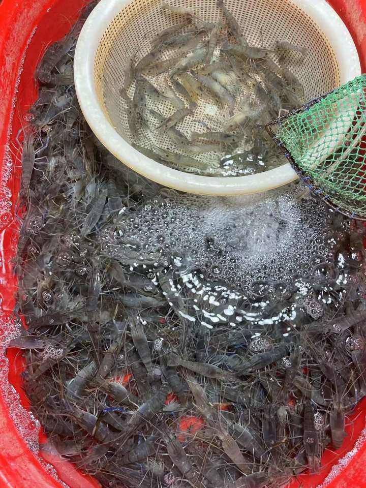 真的!最近杭州菜场虾的价格美丽,爱吃虾的别错过