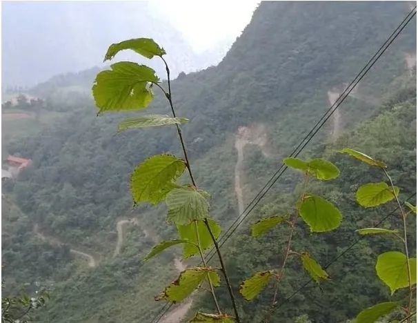 作为一名退伍军人，他体内至今残留着81块弹片，但依然活跃在志愿服务第一线