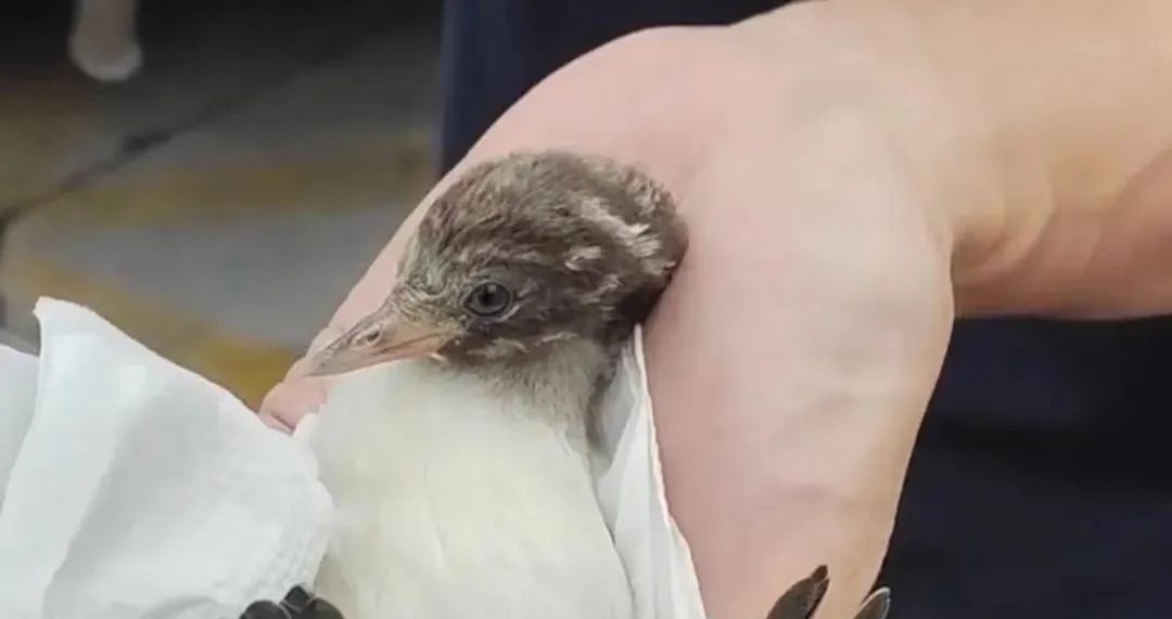 蜀黍怎么读(玉蜀黍)-第1张图片