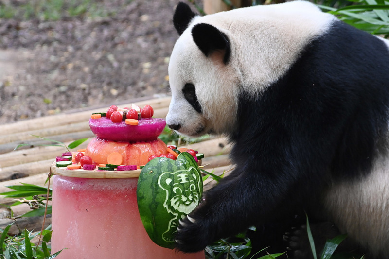 4年中我粉快乐(超有爱!深圳"猫粉"给大熊猫"园舟"庆祝12岁生日)