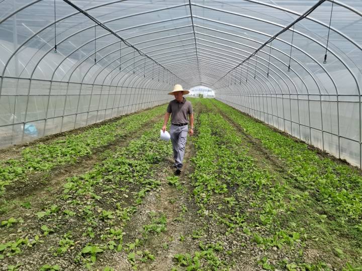 高温下拎稳“菜篮子”杭州农技人员田间送“凉方”