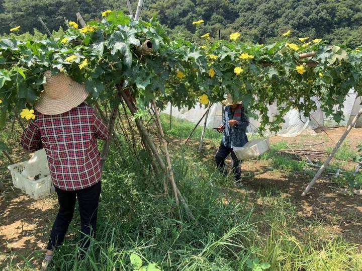 高温下拎稳“菜篮子”杭州农技人员田间送“凉方”