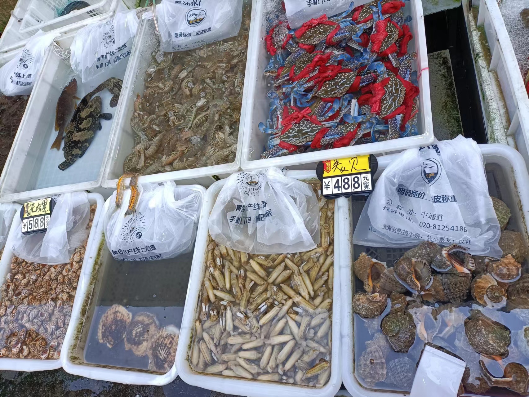 今日广东水产虾价格，今日湛江水产市场虾报价