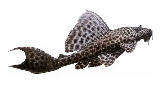 豹纹翼甲鲶(清道夫)罗非鱼福寿螺牛蛙克氏原螯虾(小龙虾)水葫芦食人鲳