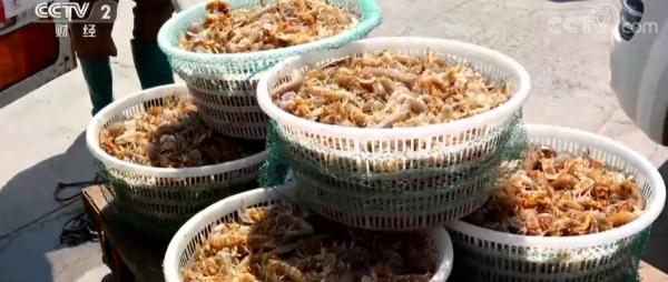 天津皮皮虾今日价格，天津皮皮虾几月份吃最好
