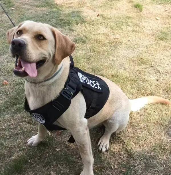 上海世界杯犬展看台票(你想拥有一只警犬吗?