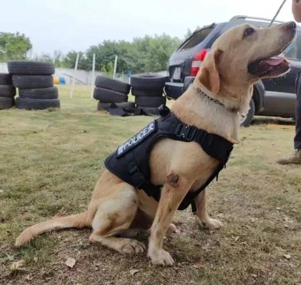 上海世界杯犬展看台票(你想拥有一只警犬吗?