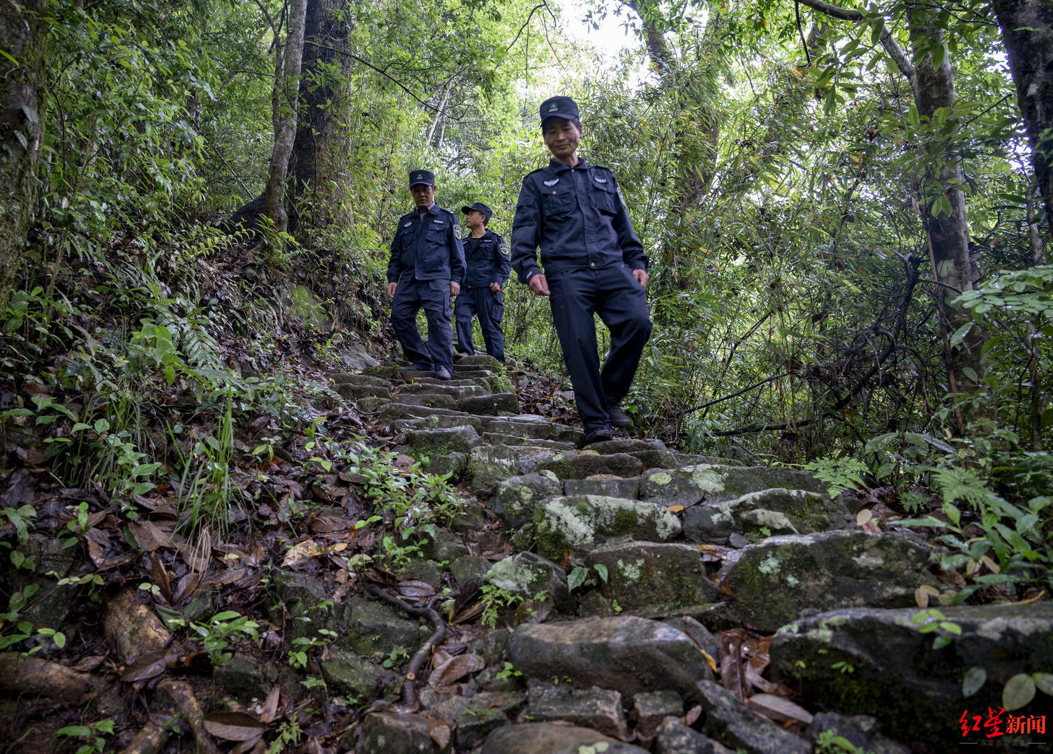 武夷山国家公园｜护林员的两种身份：穿上制服是护林员，脱了制服是茶农