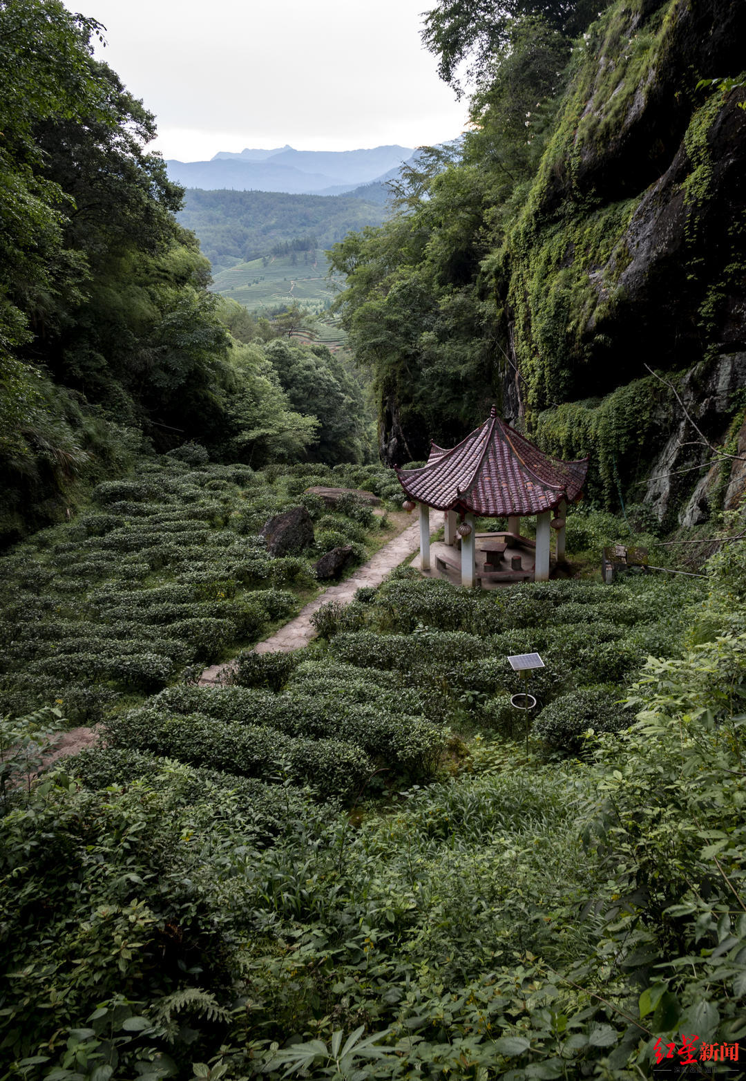 武夷山国家公园｜护林员的两种身份：穿上制服是护林员，脱了制服是茶农