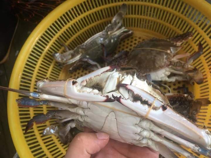 “梅花”来袭，渔船回港避风渔获多，中秋前每斤百元的东海梭子蟹批发跌到30元