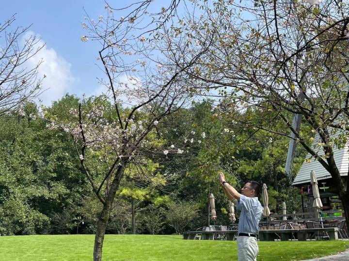 桂花迟到，樱花想开了！杭州太子湾“夏日樱花”大抢风头