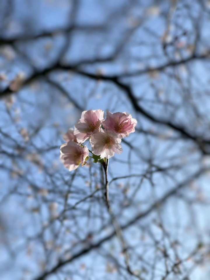 桂花迟到，樱花想开了！杭州太子湾“夏日樱花”大抢风头