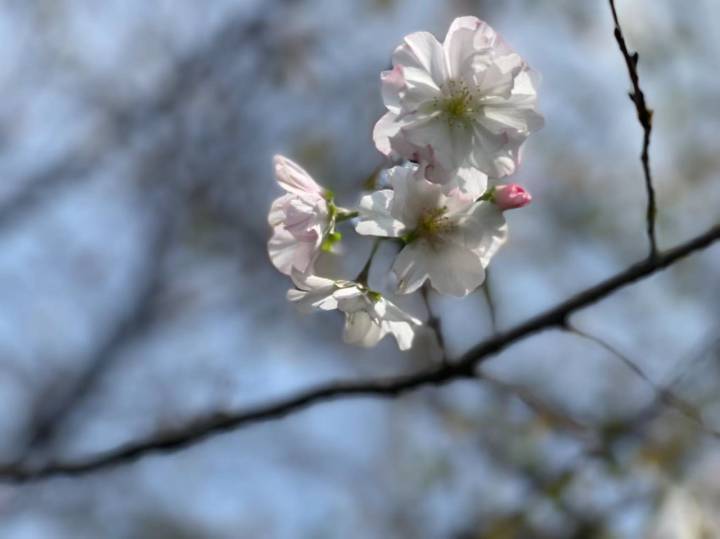 桂花迟到，樱花想开了！杭州太子湾“夏日樱花”大抢风头