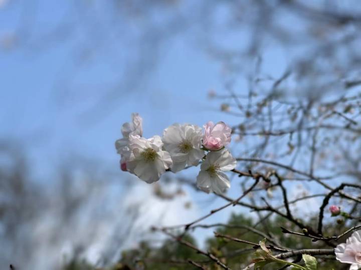 桂花迟到，樱花想开了！杭州太子湾“夏日樱花”大抢风头