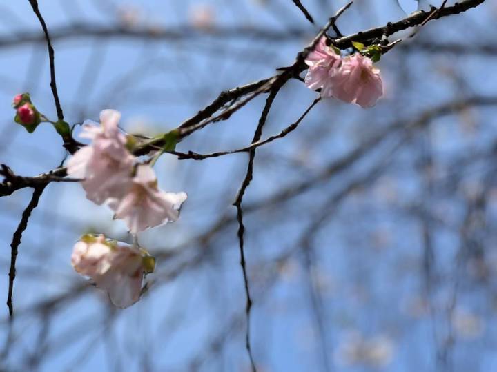 桂花迟到，樱花想开了！杭州太子湾“夏日樱花”大抢风头