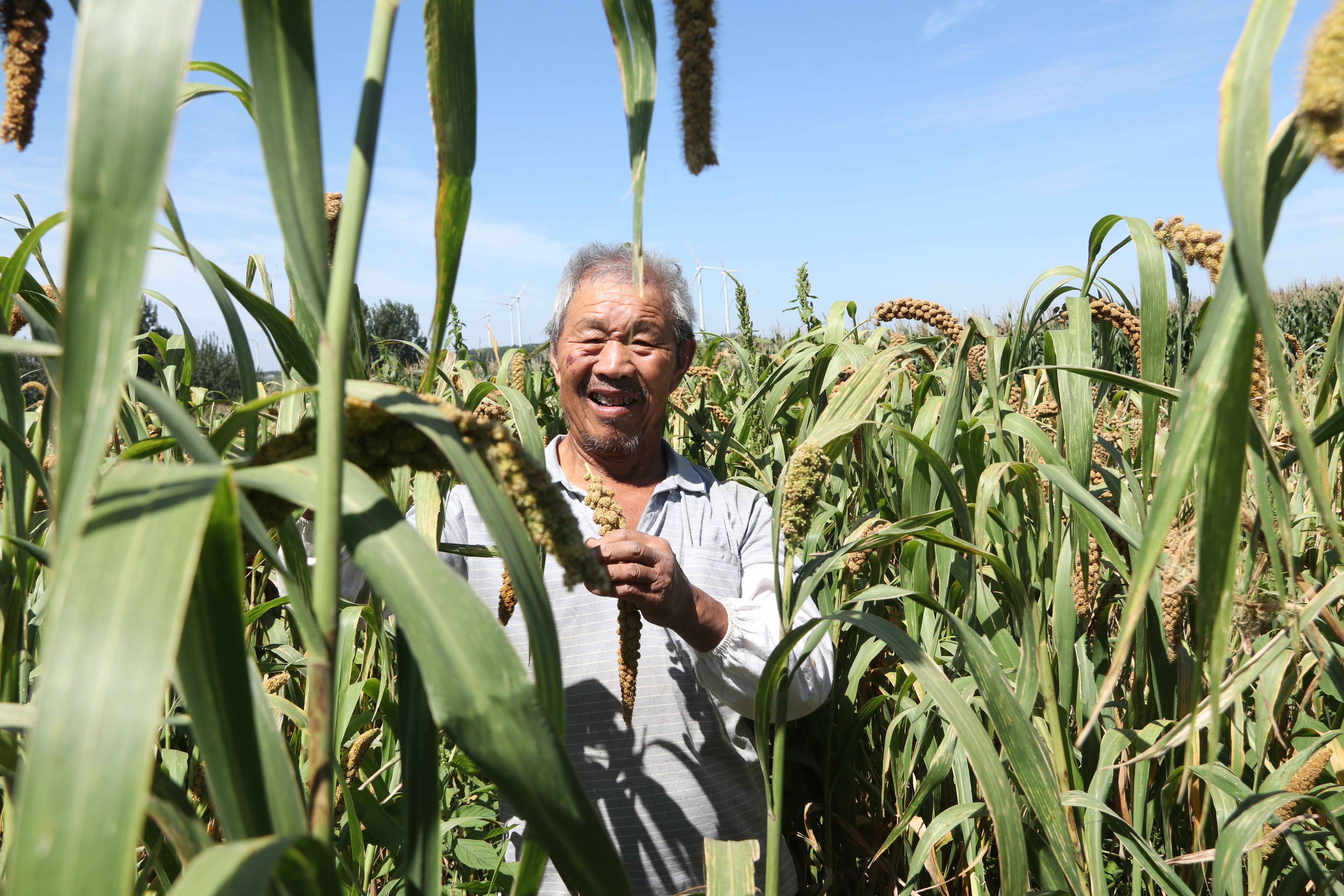 臨朐縣山旺鎮:小米迎豐收 谷香滿金秋