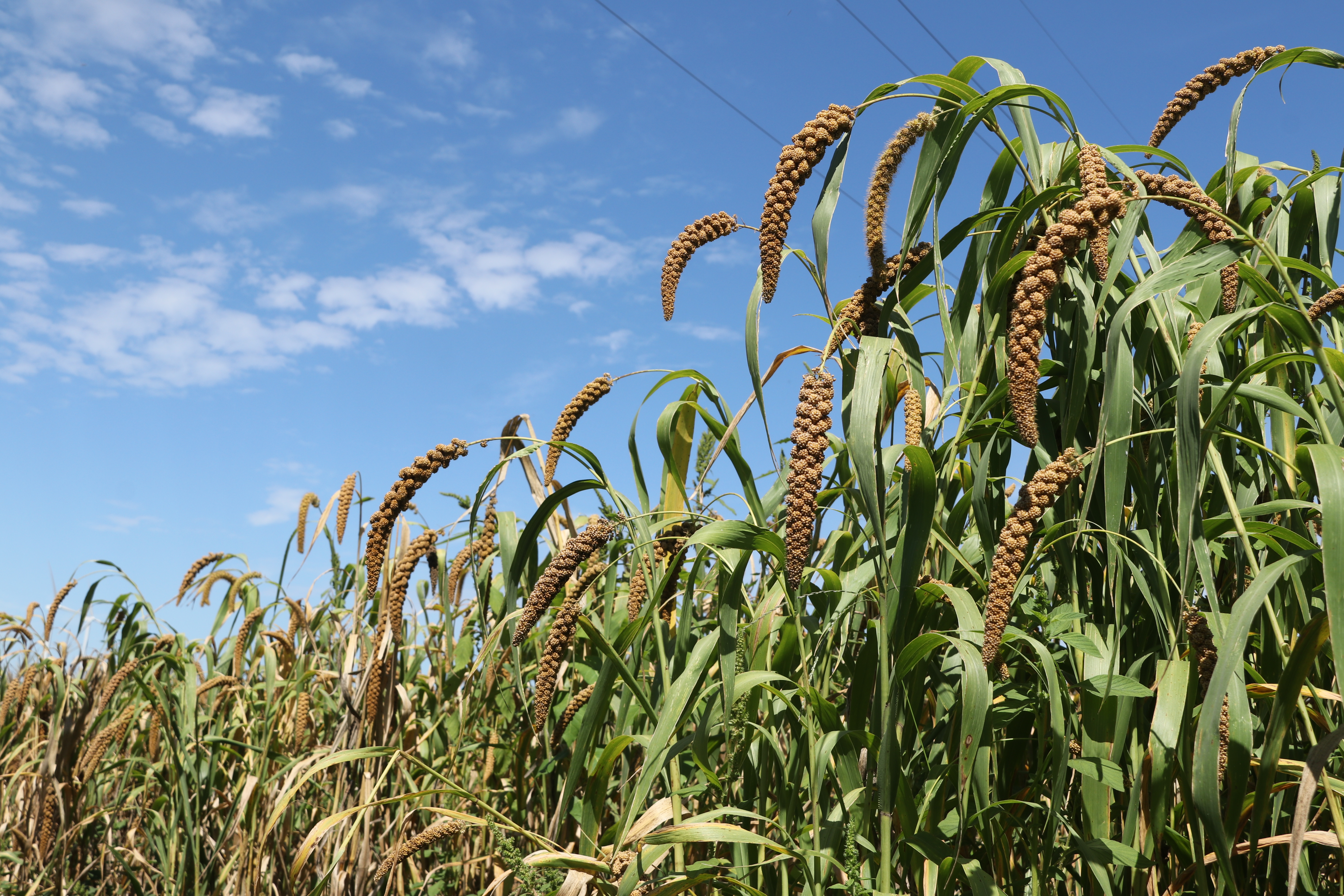 小米谷子今日多少钱一吨,一株谷子有多少小米-皮皮自媒体