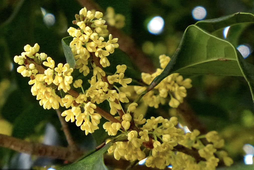 奥运会开始多久了（二十四节气）-华海博客