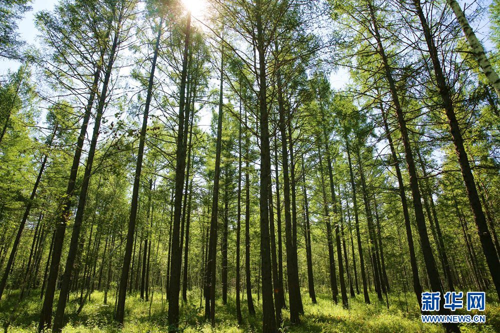 聚焦高质量发展丨森林绿 产业富 风光美——内蒙古大兴安岭的“绿富美”生态答卷