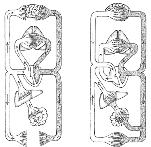 不是所有超级英雄都带斗篷(古代和中世纪是如何认识心脏的？丨世界心脏日)