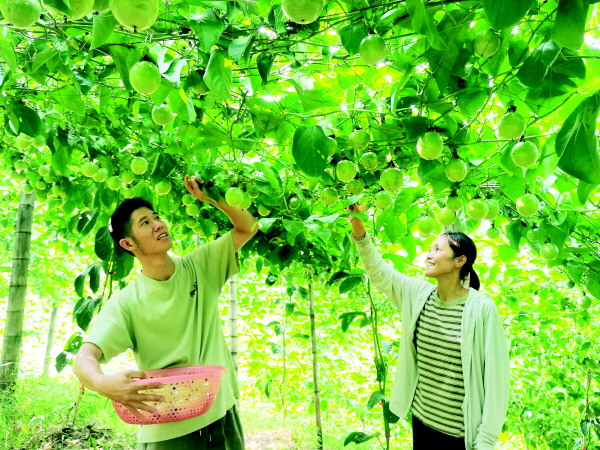 桂林桂北水果今日价格「桂林水果有哪些」