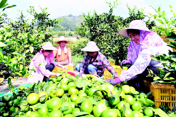 桂林桂北水果今日价格「桂林水果有哪些」