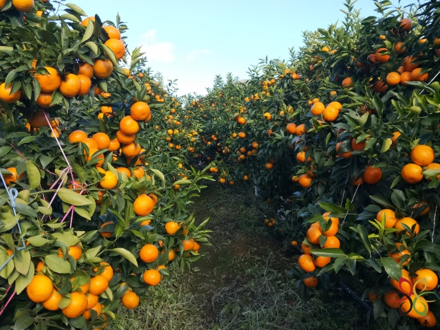 今日新平柑橘价格「柑橘最新价格今日」