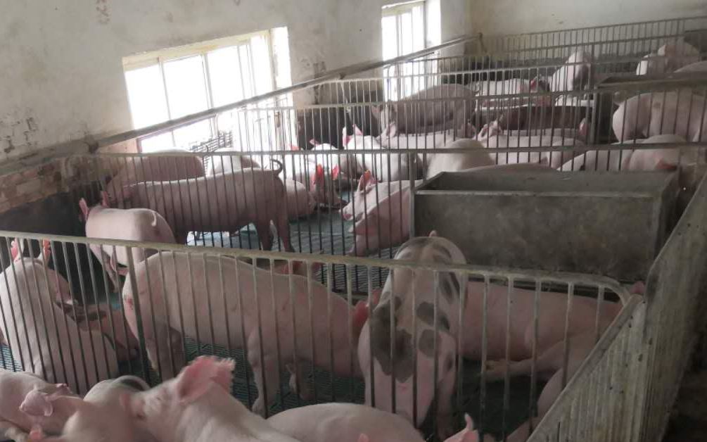 牛肉价格今日最大涨幅，牛肉价格今日价一斤