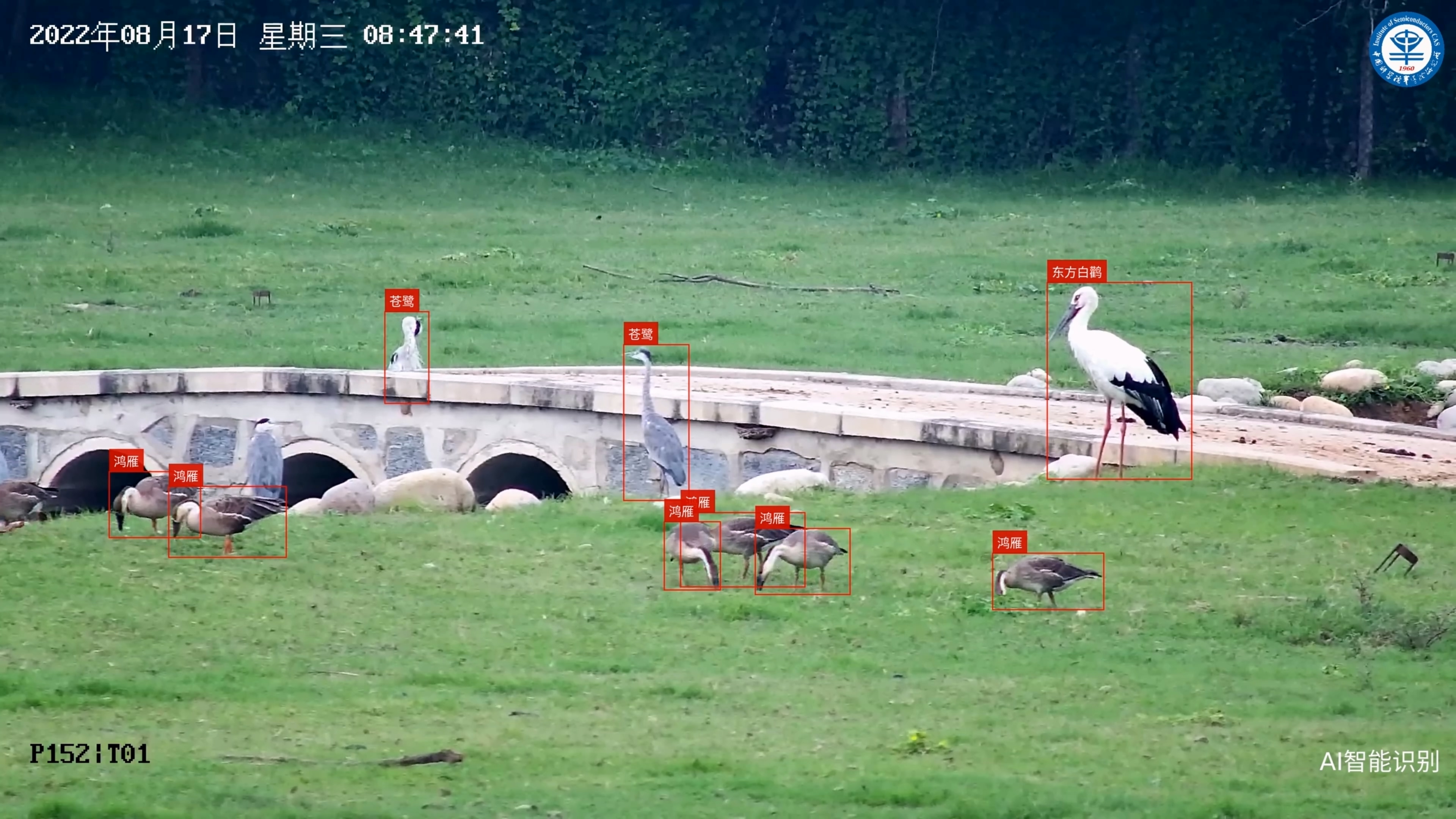 基于ai结果(北京监测鸟类用上人工智能，科技助力生物多样性调查)