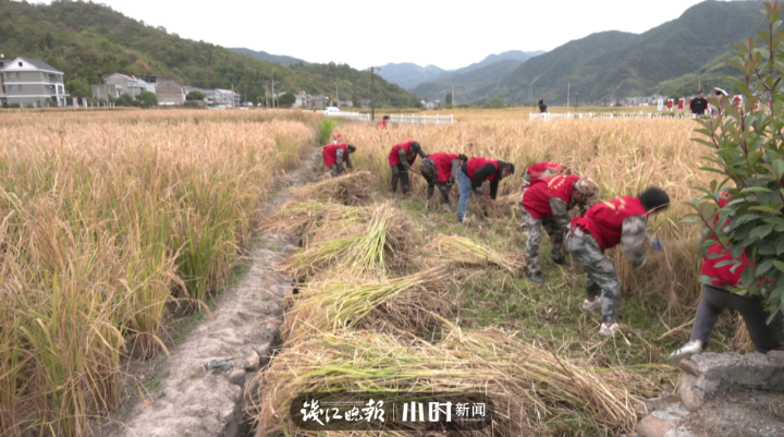 建德巨型稻迎来丰收，今年价格不到去年一半