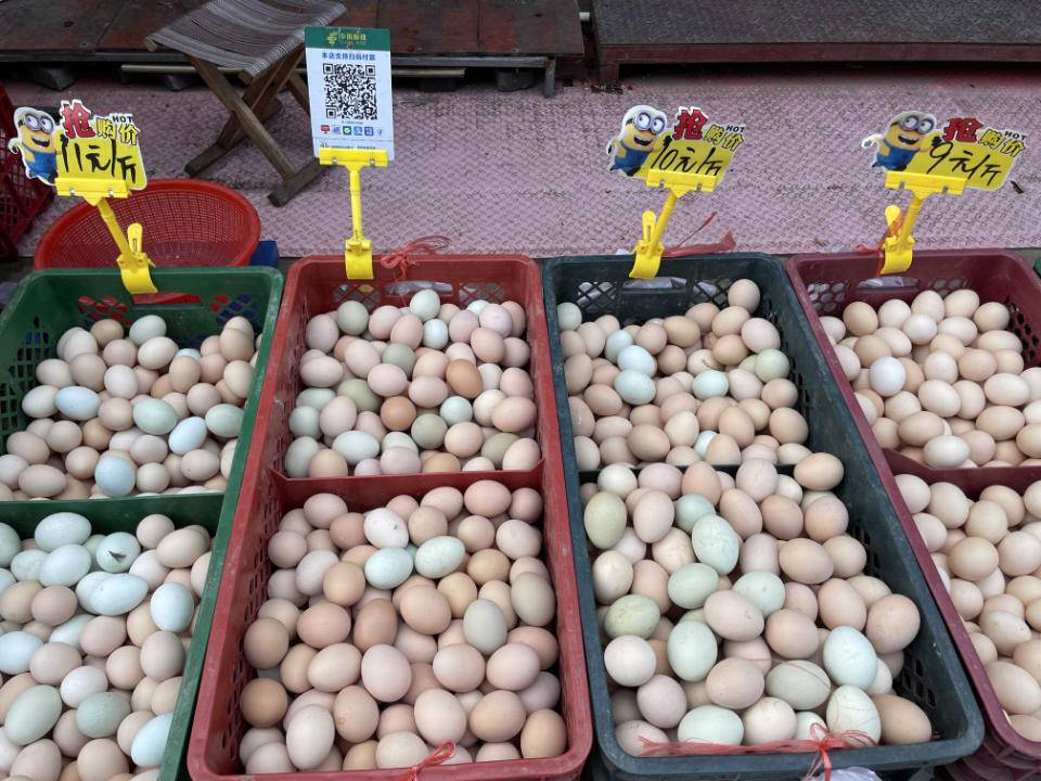 蛋价破6元持续一月多，饲料价格上涨占主导