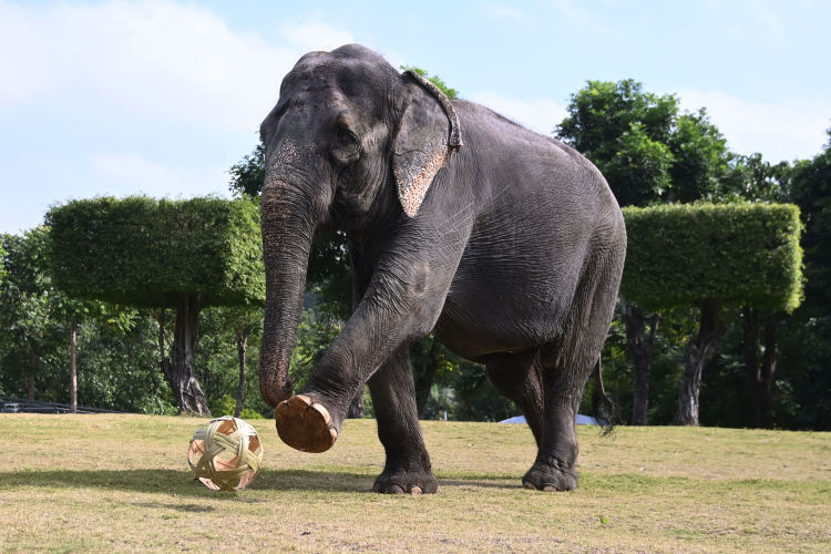 深圳野生動物園門票（深圳野生動物園成家庭親子游熱門選擇）
