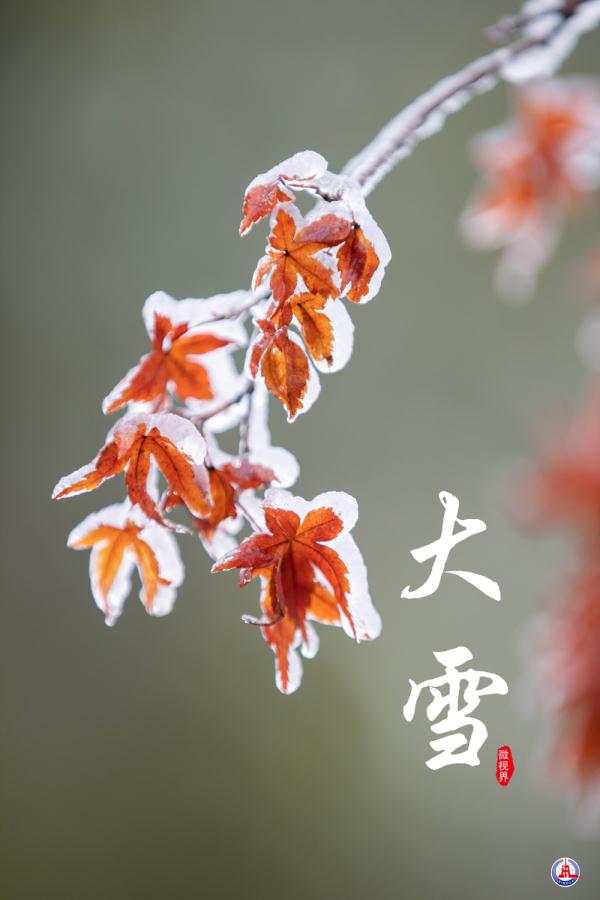 微视界｜大雪，冬深迎春至