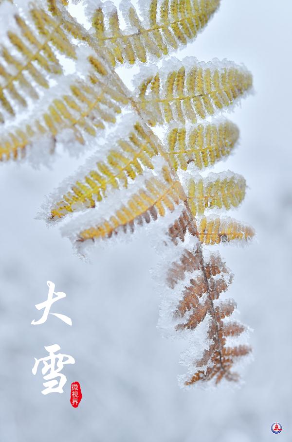 微视界｜大雪，冬深迎春至